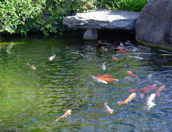 清水養魚技術