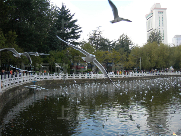 昆明翠湖公園，人工湖治理