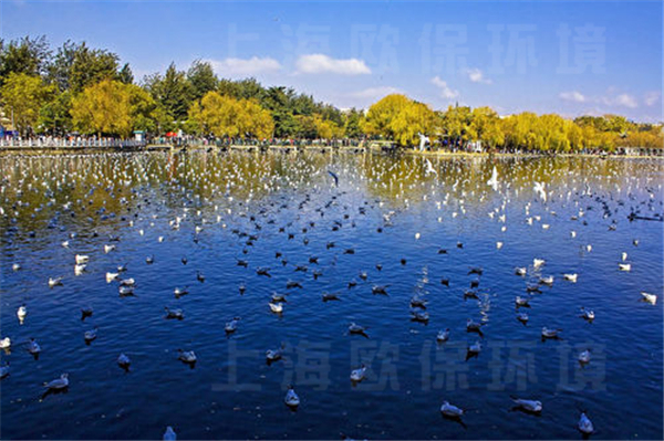 昆明翠湖公園，人工湖治理