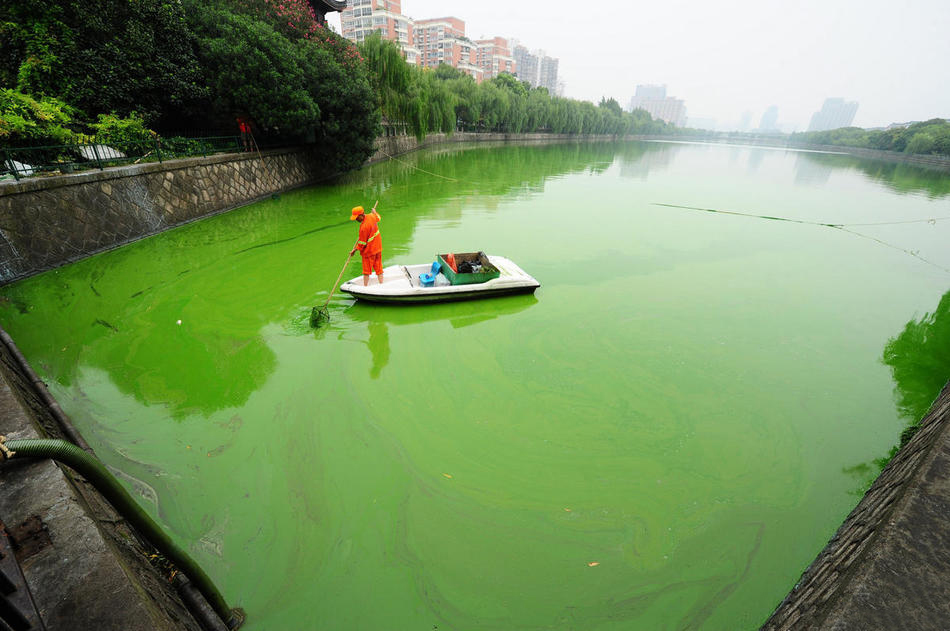 杭州水源地遭大面積藍藻入侵