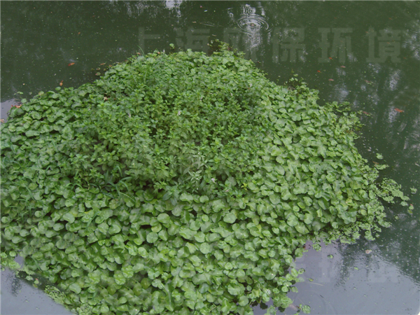 華東理工大學(xué)校園河道治理-生態(tài)浮島生長(zhǎng)形成后，枝葉茂盛