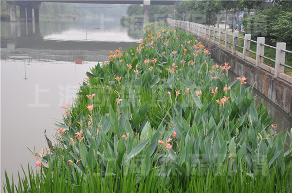 叢生型生態浮島上種植挺水植物及陸生植物