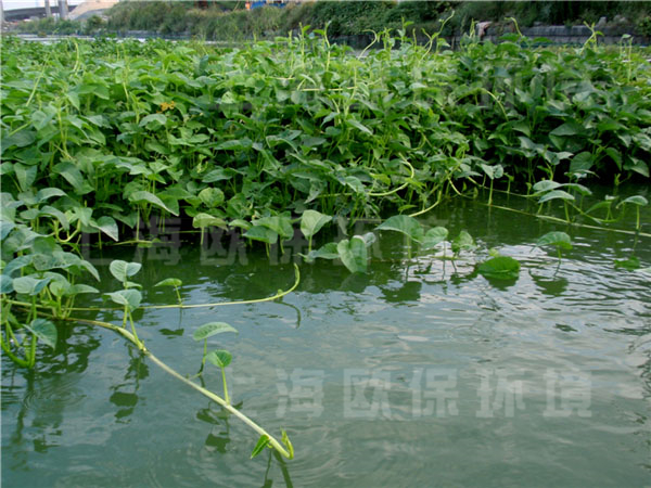 園藝型生態浮島上的浮水植物