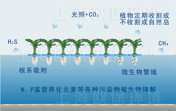 園藝型生態浮島凈水原理