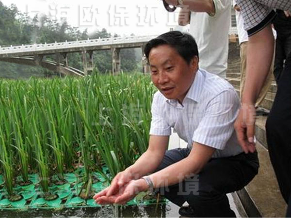 園藝型生態浮島上的挺水植物