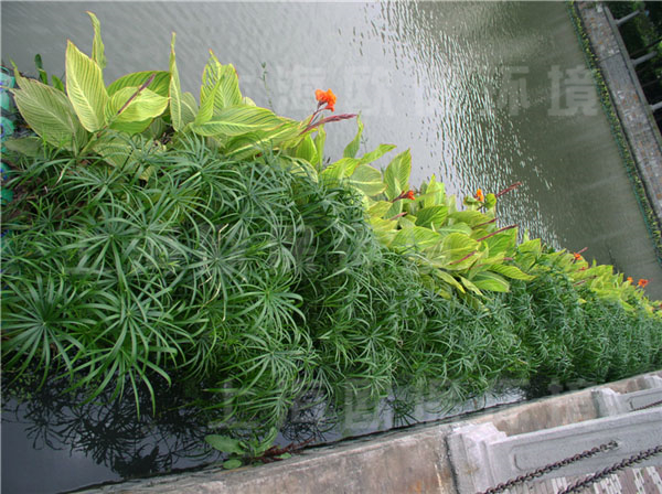 園藝型生態浮島植物種植后，水色自然