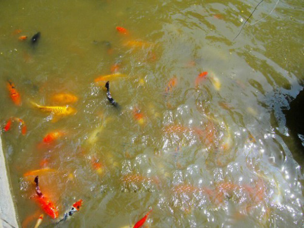 浸沒式生物過濾器使用前——水體渾濁，藻類滋生，低溶解氧魚類生長受限