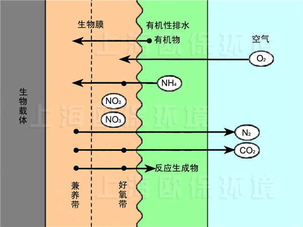 中水深度凈化濾槽中生物膜凈化原理