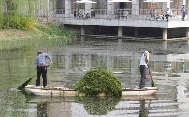  沉水植物打來如此困難