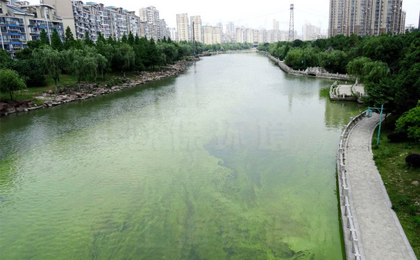 城市河道景觀水已經受到污染