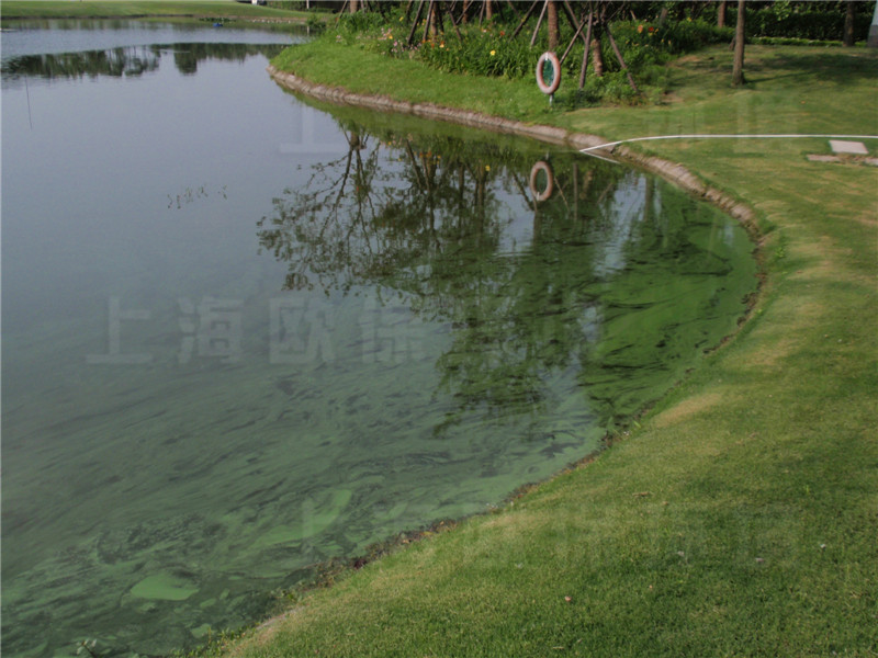 駁岸綠化施肥，大部分隨雨水及澆灌進入水體，導致藍藻過度繁殖