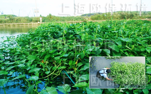 農業種植生態浮島