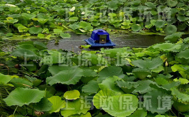 采用太陽能曝氣機與種植蓮藕結合的氧化塘工藝