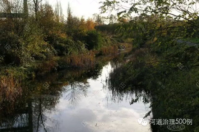 水渠堤岸植被