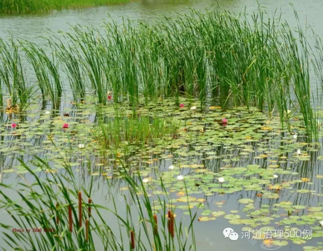 濕地生態(tài)塘