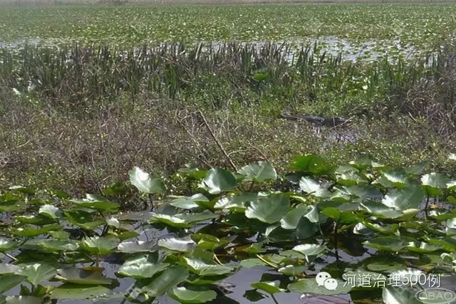 下游生態(tài)恢復