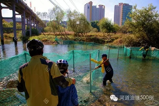 太和江如今繁衍著大馬哈魚、香魚、水獺等