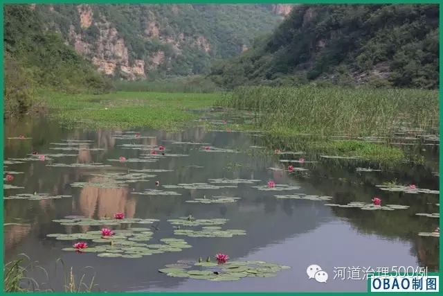 水生植物構建