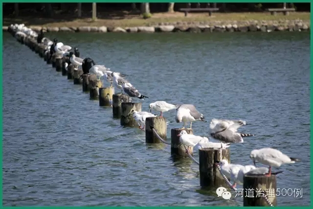 日韓生態工法，自然河川，值得借鑒