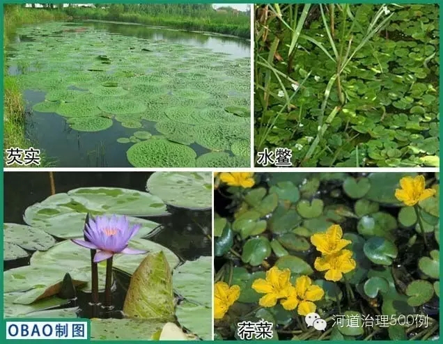 浮葉植物種植