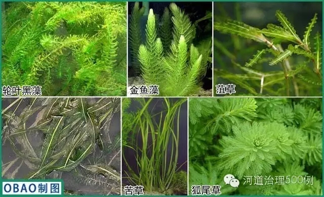 沉水植物種植