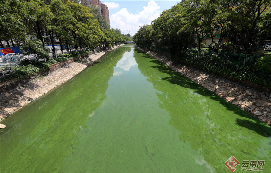 昆明大觀河道出現藍藻水華富集 市民希望及時開展除藻作業