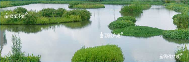 構(gòu)建水生植物及浮動系統(tǒng)凈化農(nóng)村污水