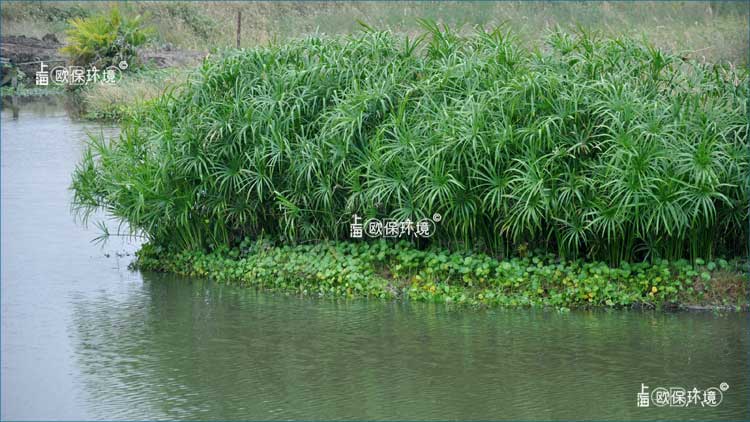 浮田型生態(tài)浮島