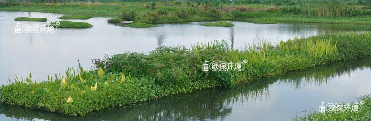 浮田型漂浮濕地上種植植物種類豐富，凈化河道效果更加