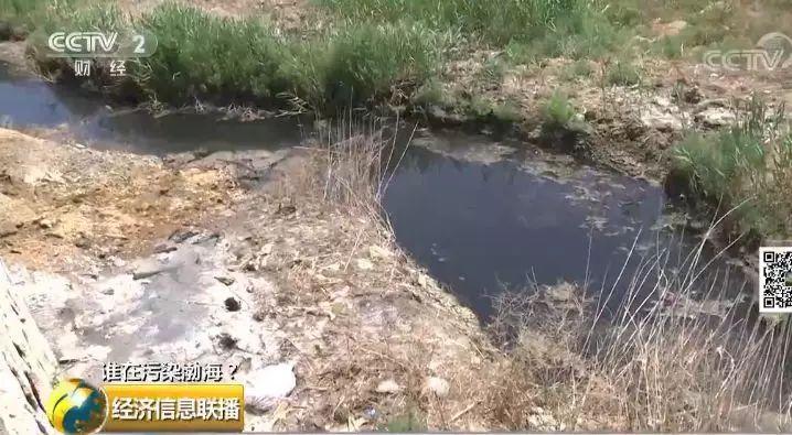 24 一家海帶廠多個排污口黑臭水入渤海