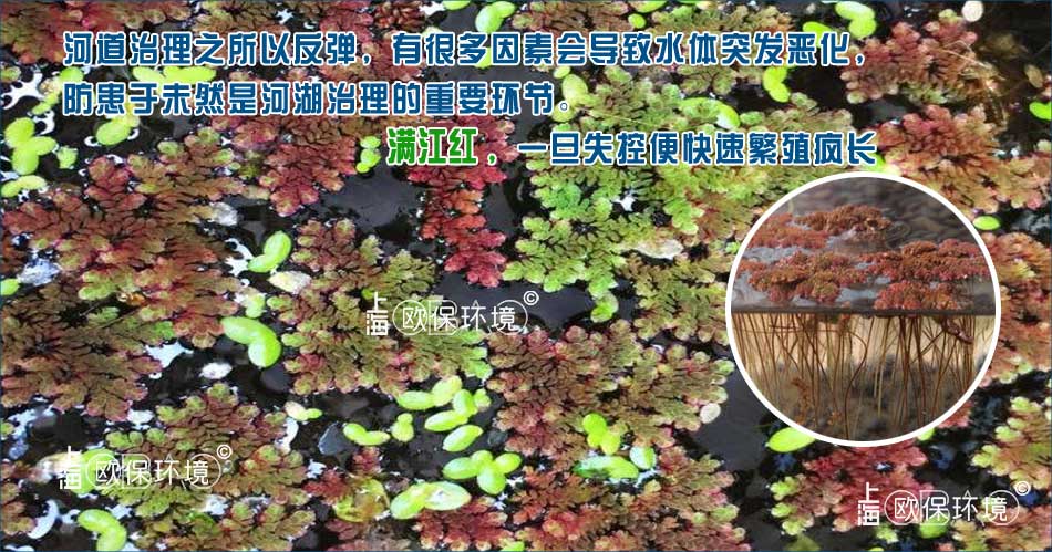 什么是滿江紅，滿江紅對水體水質的影響與危害