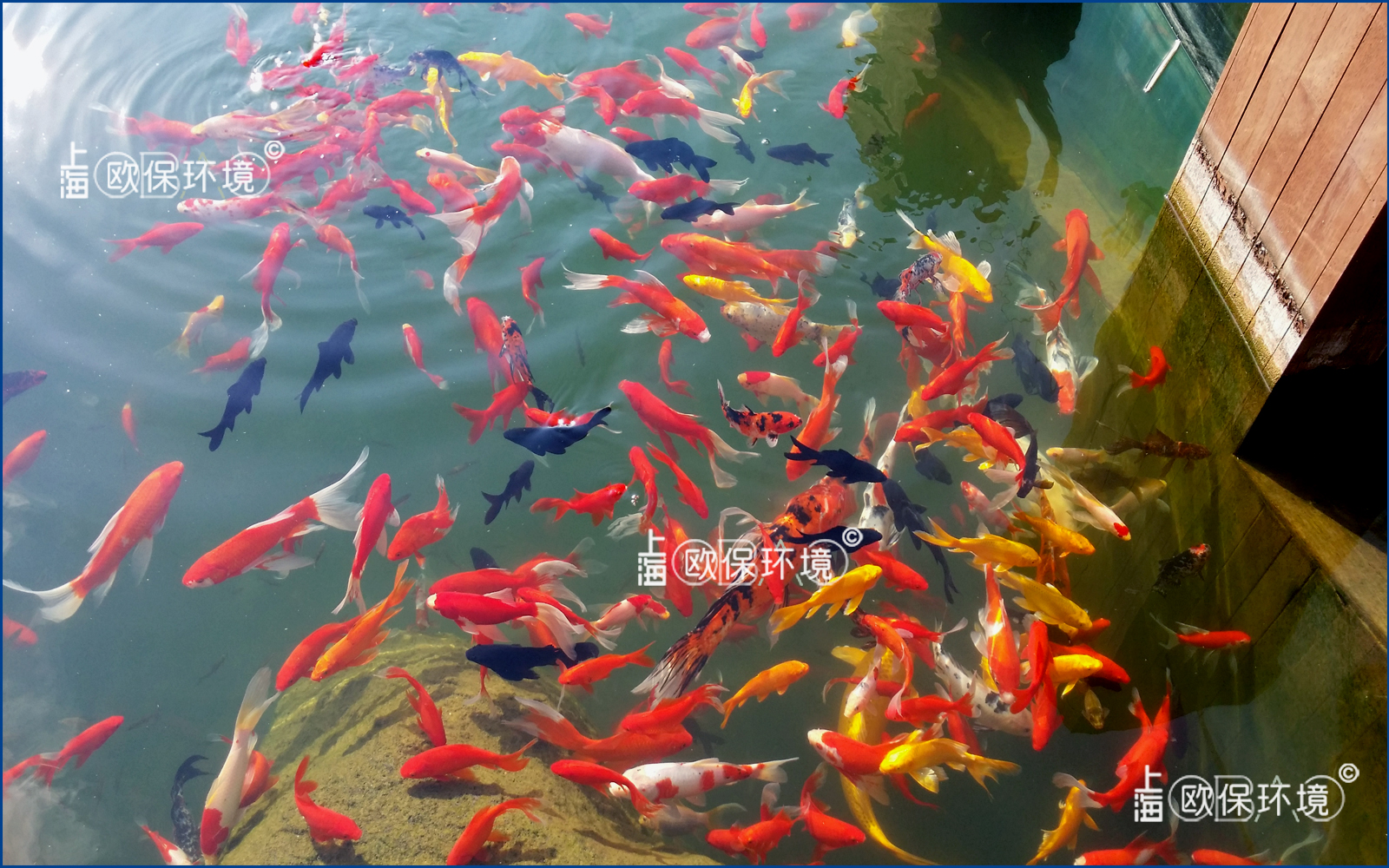 濕地公園水下長廊，廊道觀賞魚養殖及水凈化