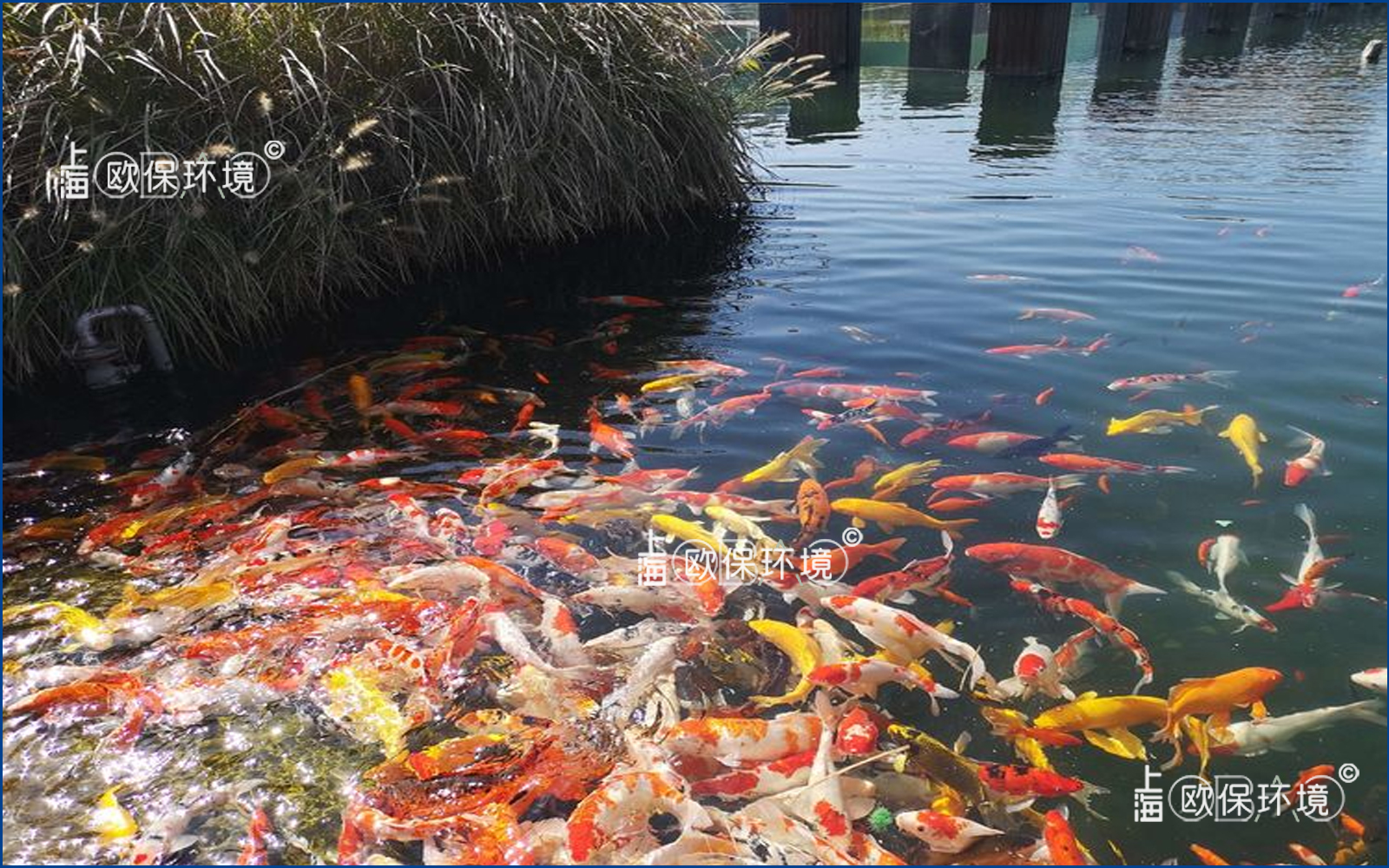 濕地公園水下長廊，廊道觀賞魚養殖及水凈化