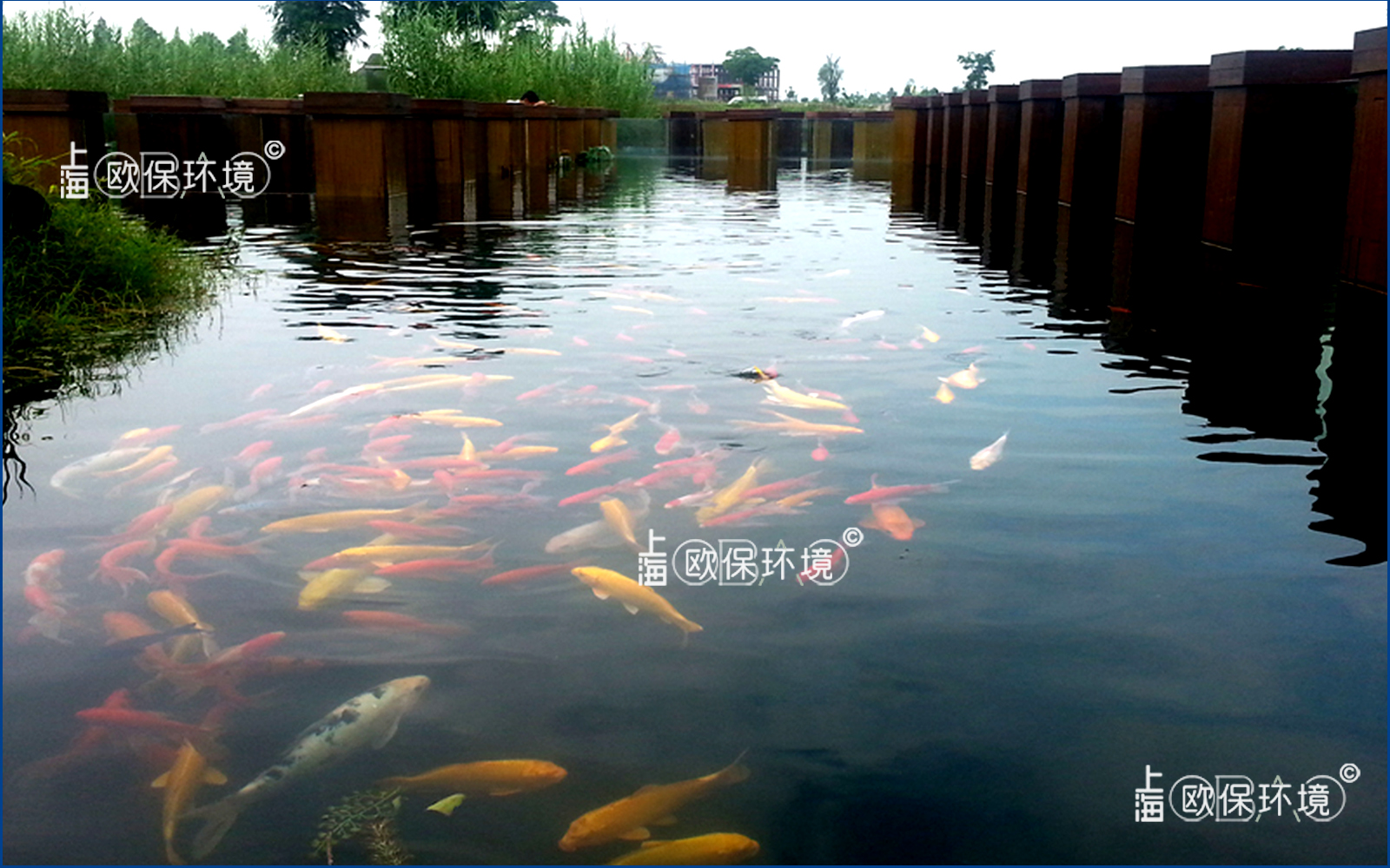 濕地公園水下長廊，廊道觀賞魚養殖及水凈化