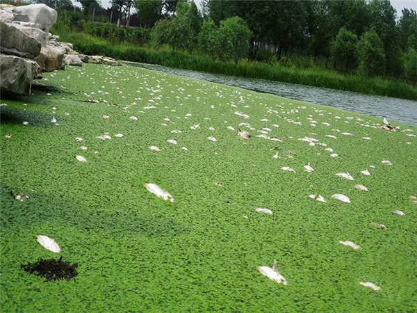 浮萍覆蓋，撒藥，魚類死亡