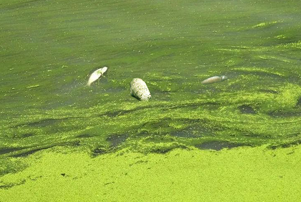 死亡藍藻含有大量藍藻毒素