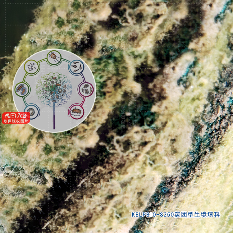 簇團型生境填料表面附著大量生物膜