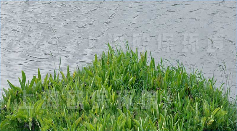 浮田型漂浮濕地（浮動(dòng)濕地）采用屬地化植物種植，植物的耐候性更強(qiáng)，而且有效降低建造成本