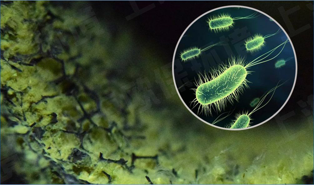 再生濾壩還是一種良好的生物載體，能夠起到生物填料的作用。