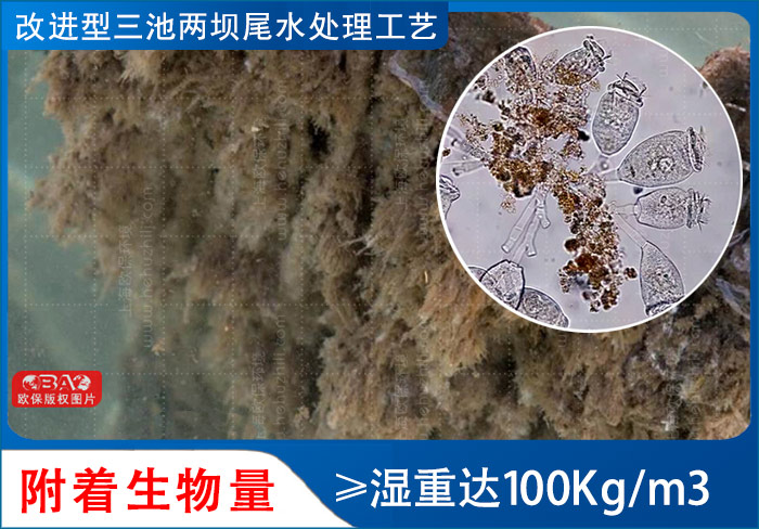 ZIPBIO再生濾壩附著生物量：濕重達100Kg/m3