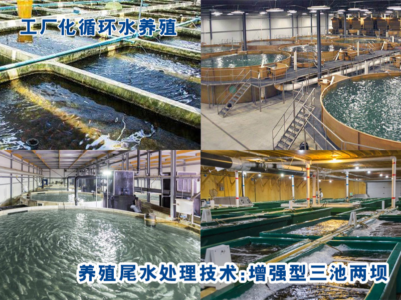 工廠化循環(huán)水養(yǎng)殖尾水處理：增強型三池兩壩技術