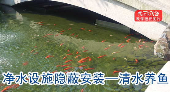 景觀魚池水處理-清水養魚案例，穩定運行11年